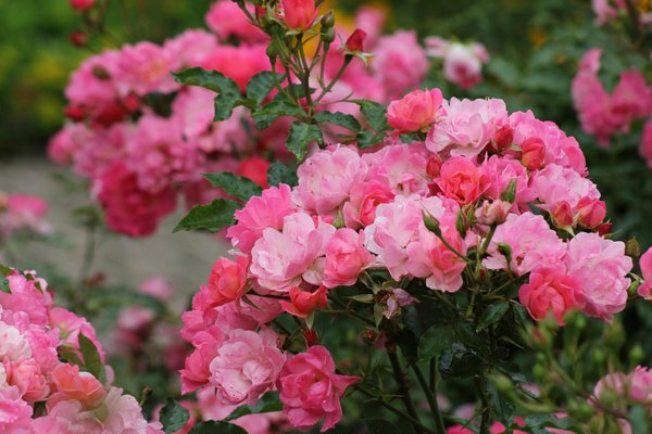 Transformer une grange ancestrale : le guide ultime pour concevoir une maison écologique et moderne